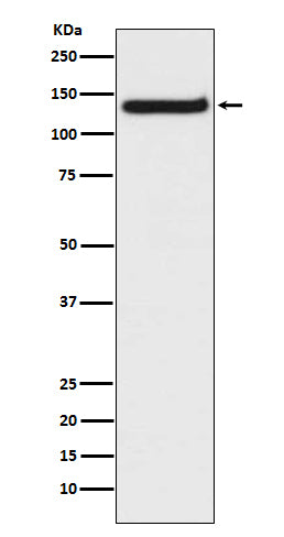 Western blot analysis of TLR9 expression in Raji cell lysate.