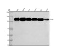 Anti-FGFR3 Rabbit Monoclonal Antibody