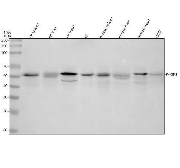 Anti-Phospho-RIP3 (S232) Rabbit Monoclonal Antibody