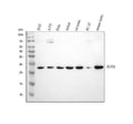 Anti-Ran Antibody Picoband® (monoclonal, 5D5)