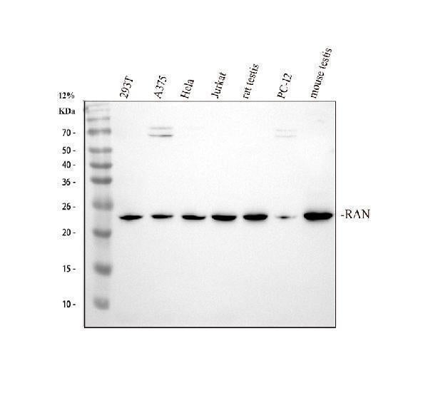 Anti-Ran Antibody Picoband® (monoclonal, 5D5)