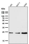 All lanes use the Antibody at 1:1W dilution for 1 hour at room temperature.