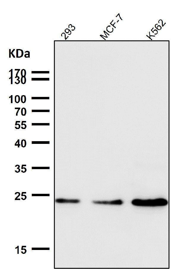 All lanes use the Antibody at 1:1W dilution for 1 hour at room temperature.