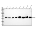 Anti-Rho A + B + C Rabbit Monoclonal Antibody