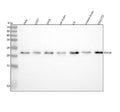 Anti-Rho A Rabbit Monoclonal Antibody