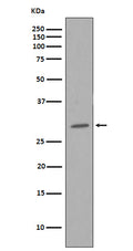 Western blot analysis of CDK1 in HeLa cell lysate.