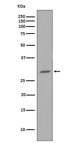 Western blot analysis of CDK1 in HeLa cell lysate.