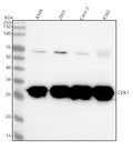 Anti-CDK1/Cdc2 Rabbit Monoclonal Antibody