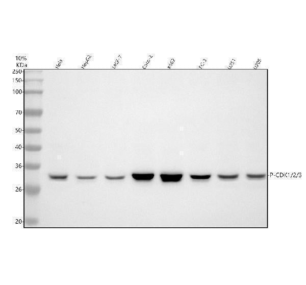 Anti-CDK1/Cdc2 Rabbit Monoclonal Antibody