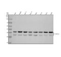 Anti-Phospho-CDK2(T160)+CDK1(T161) Rabbit Monoclonal Antibody