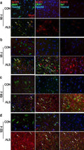 Anti-GFAP Rabbit Monoclonal Antibody