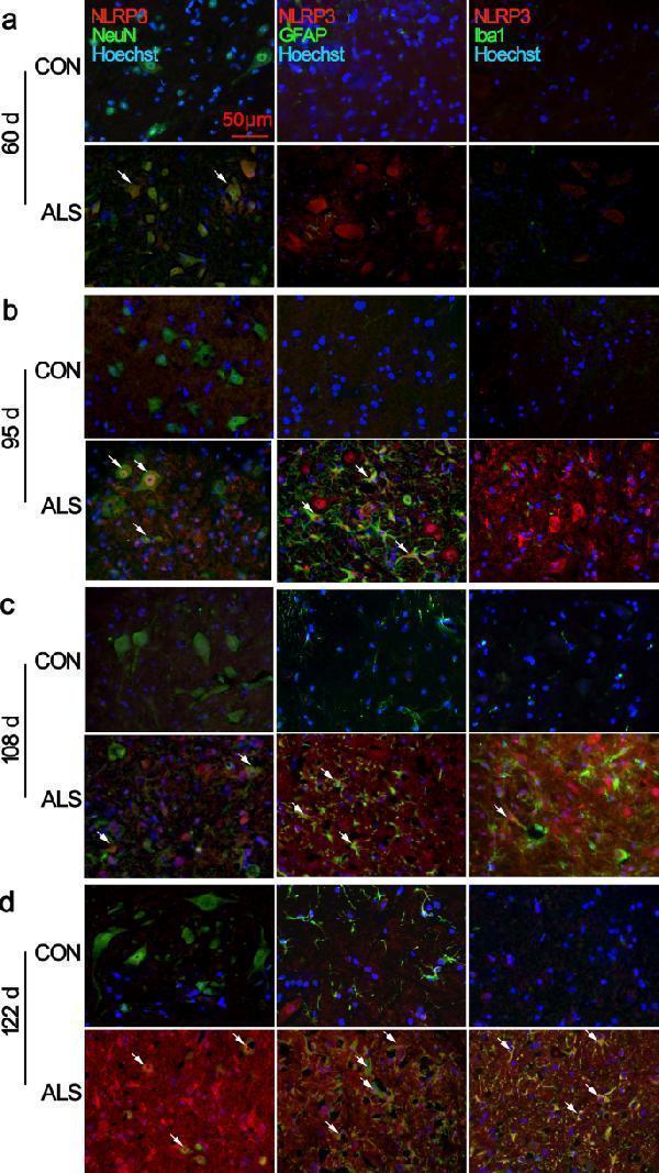 Anti-GFAP Rabbit Monoclonal Antibody