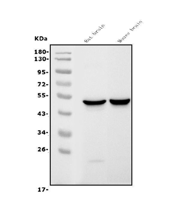 Anti-GFAP Antibody Picoband® (monoclonal, 3F2)