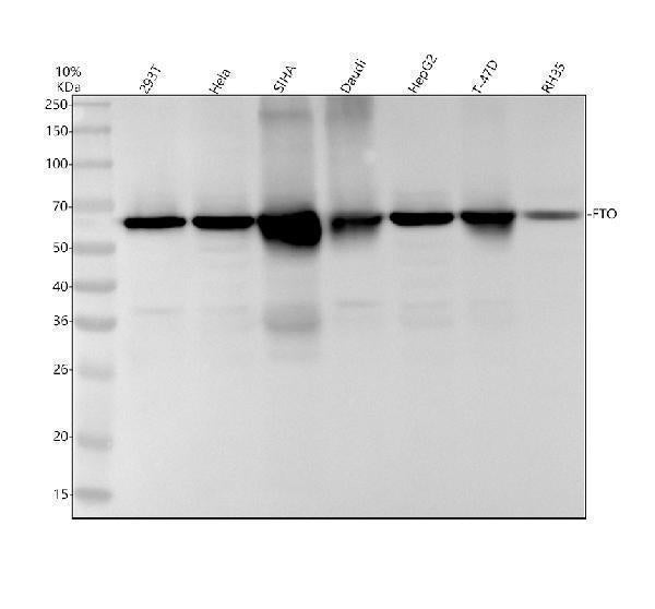Anti-FTO Monoclonal Antibody