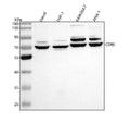 Anti-CD86/B7 2 Rabbit Monoclonal Antibody