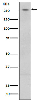 Western blot analysis of LRRK2 expression in U87-MG cell lysate.