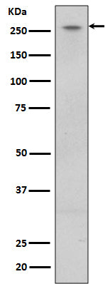 Western blot analysis of LRRK2 expression in U87-MG cell lysate.