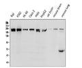 Anti-BRG1 SMARCA4 Antibody Picoband® (monoclonal, 3F4)