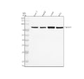 Anti-TNFAIP3/A20 Rabbit Monoclonal Antibody
