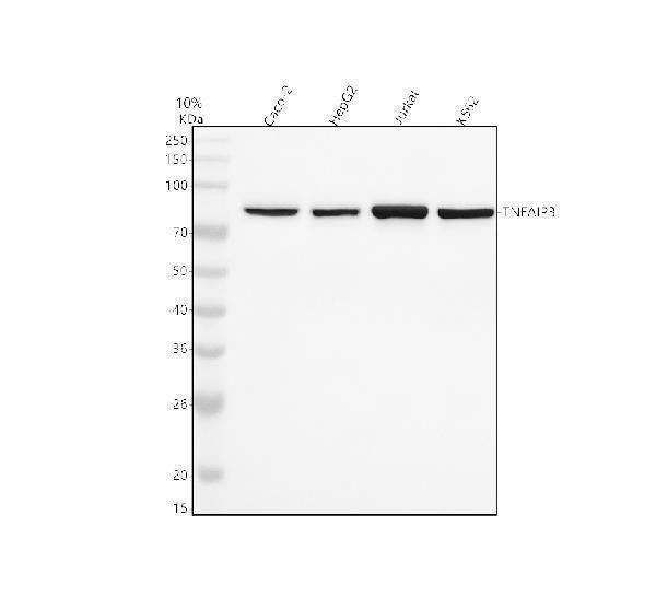 Anti-TNFAIP3/A20 Rabbit Monoclonal Antibody