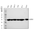 Anti-GAPDH Rabbit Monoclonal Antibody