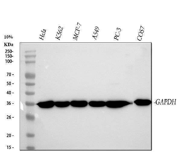 Anti-GAPDH Rabbit Monoclonal Antibody