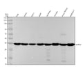 Anti-GAPDH Mouse Monoclonal Antibody