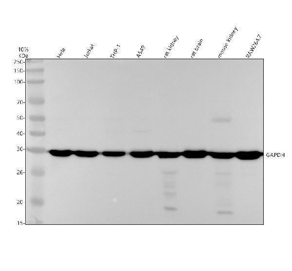 Anti-GAPDH Mouse Monoclonal Antibody