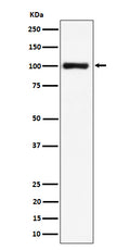 Western blot analysis of Nucleolin expression in HeLa cell lysate.