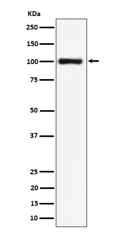 Western blot analysis of Nucleolin expression in HeLa cell lysate.