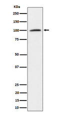 Western blot analysis of Nucleolin expression in K562 cell lysate.