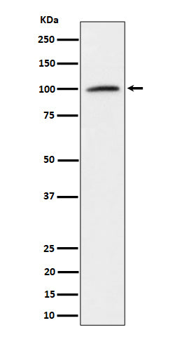 Western blot analysis of Nucleolin expression in K562 cell lysate.
