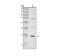 Anti-IL4 Rabbit Monoclonal Antibody