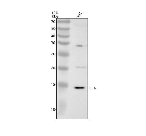 Anti-IL4 Rabbit Monoclonal Antibody