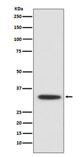 Western blot analysis of XBP1 expression in Jurkat cell lysate.