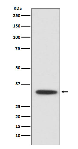 Western blot analysis of XBP1 expression in Jurkat cell lysate.