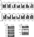Anti-PGC1 alpha PPARGC1A Rabbit Monoclonal Antibody