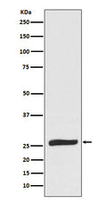 Western blot analysis of FADD expression in Raw264.7 cell lysate.
