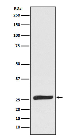 Western blot analysis of FADD expression in Raw264.7 cell lysate.