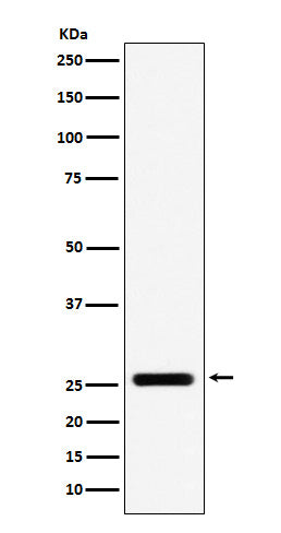 Western blot analysis of FADD expression in A431 cell lysate.