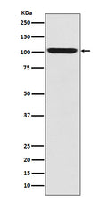 Anti-LGR5/GPR49 Rabbit Monoclonal Antibody