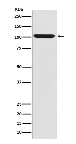 Anti-LGR5/GPR49 Rabbit Monoclonal Antibody