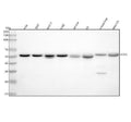 Anti-ATG5/Apg5 Rabbit Monoclonal Antibody