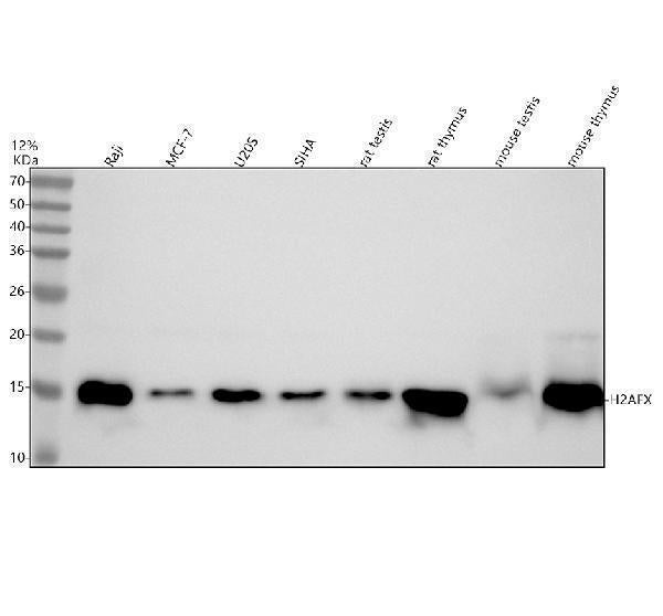 Anti-Histone H2A.X H2AFX Rabbit Monoclonal Antibody