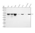 Anti-CD147 BSG Rabbit Monoclonal Antibody