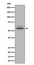 Western blot analysis of CD147 expression in Jurkat cell lysate.
