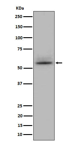 Western blot analysis of CD147 expression in Jurkat cell lysate.