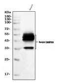 Anti-CD147/Emmprin Antibody Picoband® (monoclonal, 3B13G7)