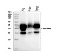 Anti-CD147/Emmprin Antibody Picoband® (monoclonal, 7H5E7)