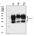 Anti-CD147/Emmprin Antibody Picoband® (monoclonal, 6H2B2)